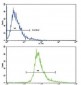 BDNF Antibody (CT)